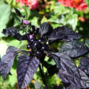 Black Pearl Hot Pepper Plant Ornamental Live Plant 2.5 Inch Pot
