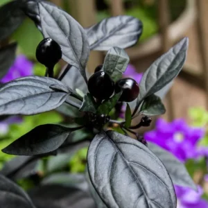Black Pearl Hot Pepper Plant Ornamental Live Plant 2.5 Inch Pot