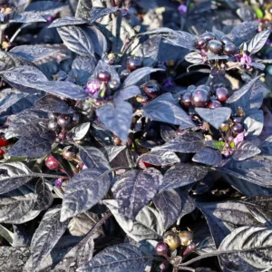 Black Pearl Hot Pepper Plant Ornamental Live Plant 2.5 Inch Pot