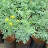 Rue Ruda Plants Live - Common Herb - 4-6 Inch Starter Plants