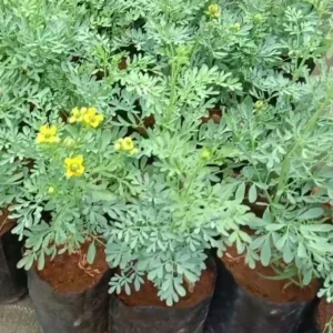 Rue Ruda Plants Live - Common Herb - 4-6 Inch Starter Plants