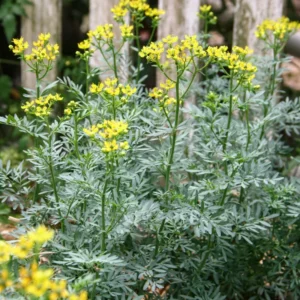 Rue Ruda Plants Live - Common Herb - 4-6 Inch Starter Plants