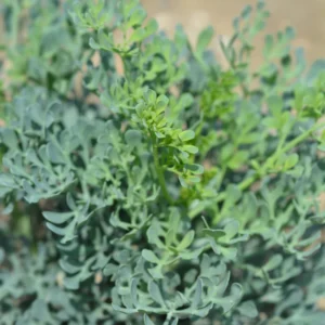Rue Ruda Plants Live - Common Herb - 4-6 Inch Starter Plants