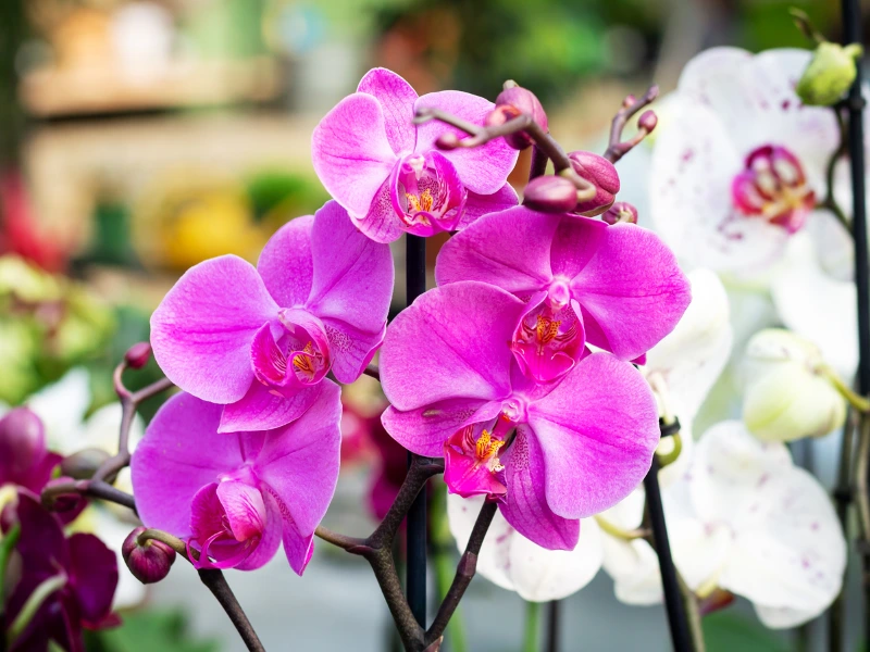 Orchids plant for mom