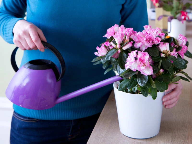 Azaleas plants in pots