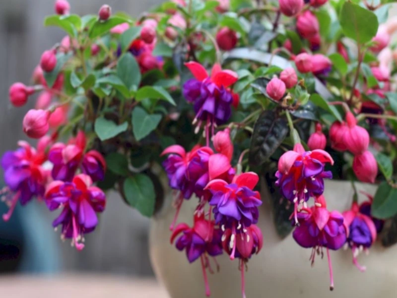 Fuchsias