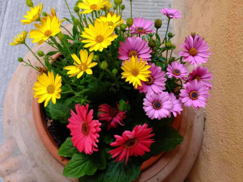 Gerbera Daisies