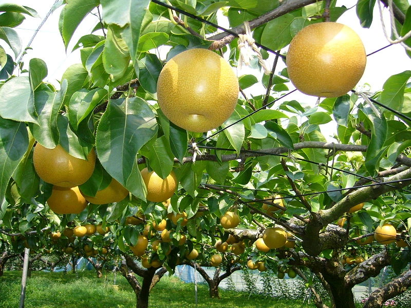 A healthy Shinko Asian pear tree filled with ripe fruit, ready for harvest.