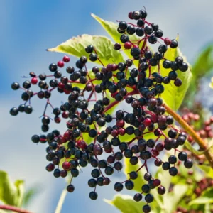 Elderberry Plants Rooted 6-8 Inches - Live Shrub - Garden Ready