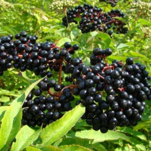 Elderberry Plants Rooted 6-8 Inches - Live Shrub - Garden Ready