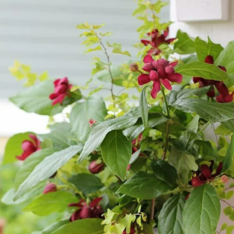 Carolina Allspice Sweetshrub - 4 Inch Potted Plant Fragrant Blooms