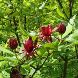 Carolina Allspice Sweetshrub - 4 Inch Potted Plant Fragrant Blooms
