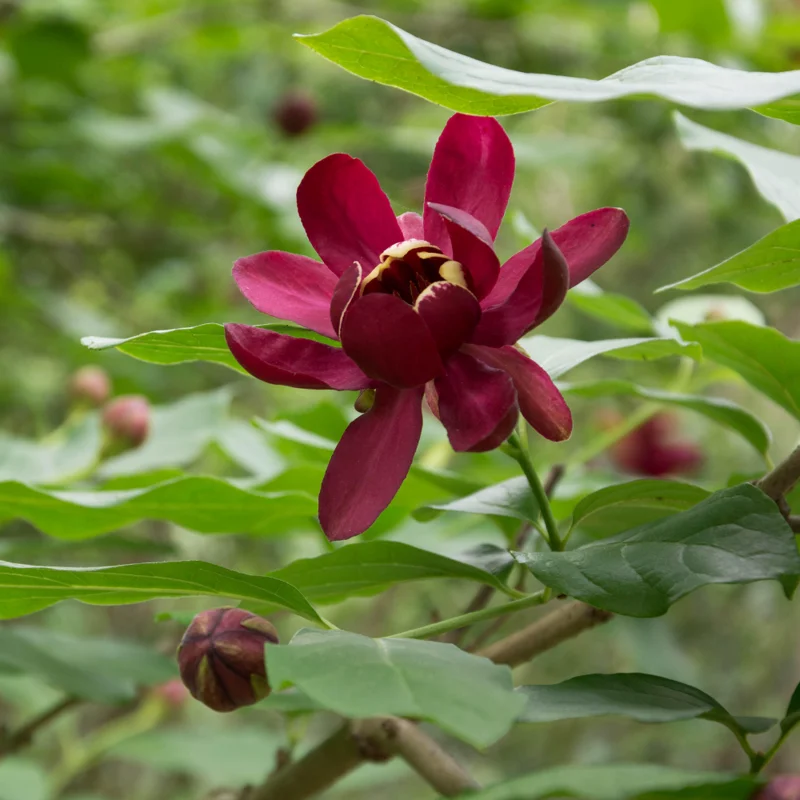 Carolina Allspice Sweetshrub - 4 Inch Potted Plant Fragrant Blooms