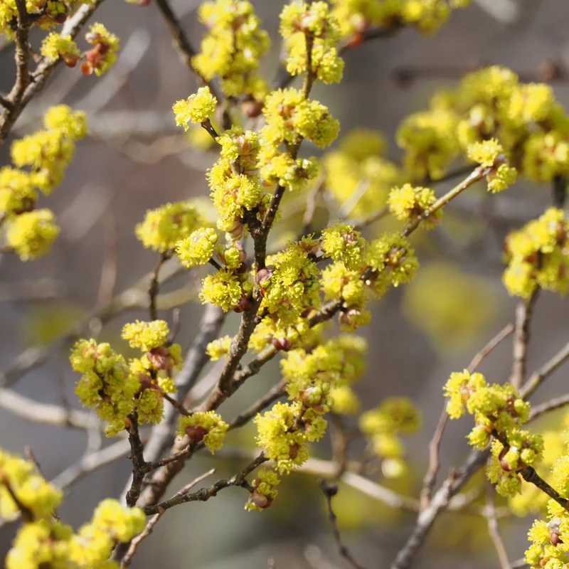 Spicebush Plant - Quart Pot - Native Shrub - Non CA/AZ/CO/ID/WA
