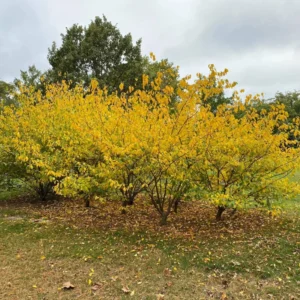 Spicebush Plant - Quart Pot - Native Shrub - Non CA/AZ/CO/ID/WA