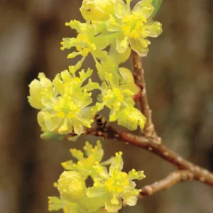 Spicebush Plant - Quart Pot - Native Shrub - Non CA/AZ/CO/ID/WA