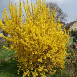 Forsythia Shrub Quart Pot - Spring Blooming Shrub