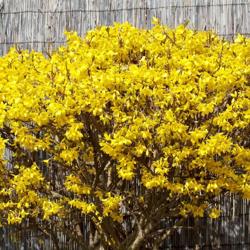 Forsythia Shrub Quart Pot - Spring Blooming Shrub