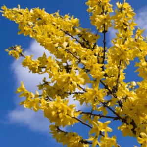 Forsythia Shrub Quart Pot - Spring Blooming Shrub