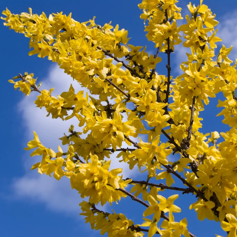 Forsythia Shrub Quart Pot - Spring Blooming Shrub