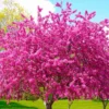 Eastern Redbud Tree - Quart Pot Size - Ornamental Tree