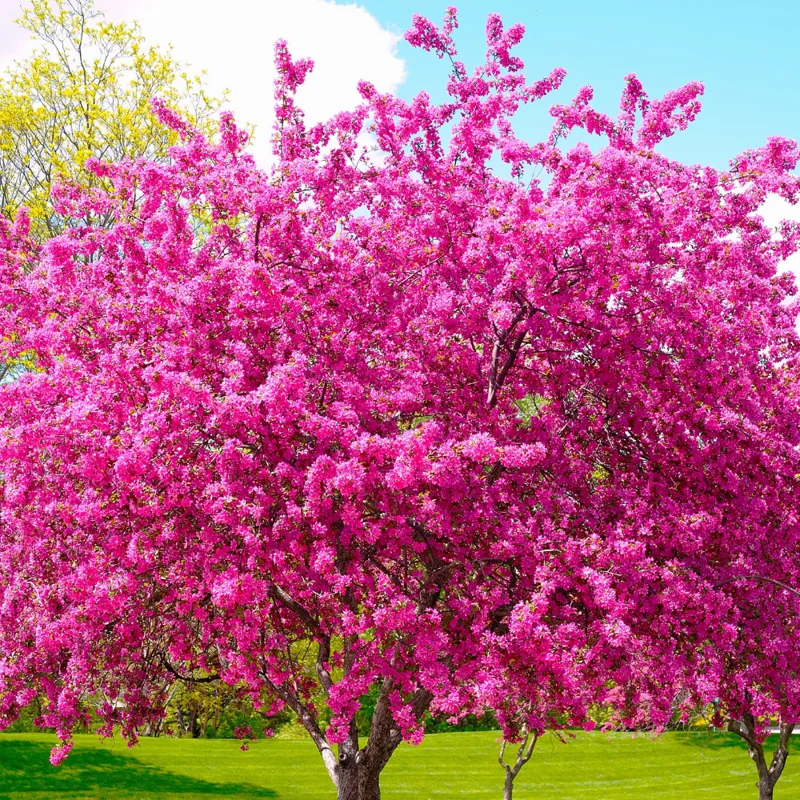 Eastern Redbud Tree - Quart Pot Size - Ornamental Tree