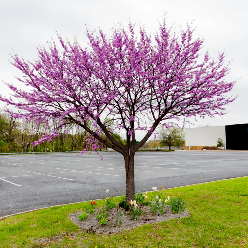 Eastern Redbud Tree - Quart Pot Size - Ornamental Tree