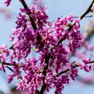 Eastern Redbud Tree - Quart Pot Size - Ornamental Tree