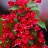 Red Weigela Flower Bush Quart Pot Bright Red Flowers