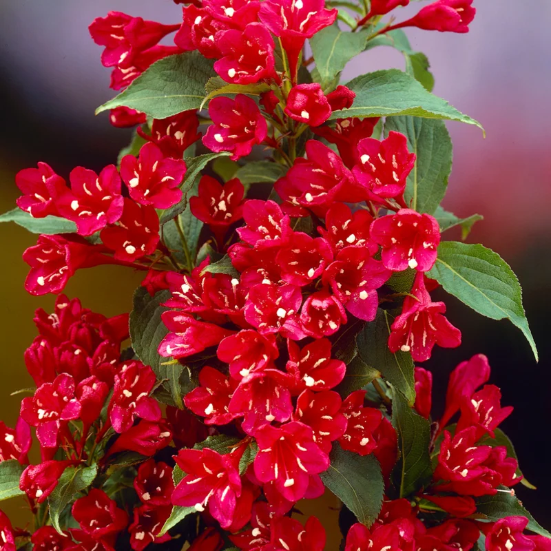 Red Weigela Flower Bush Quart Pot Bright Red Flowers