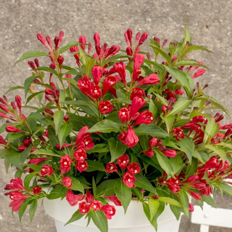 Red Weigela Flower Bush Quart Pot Bright Red Flowers
