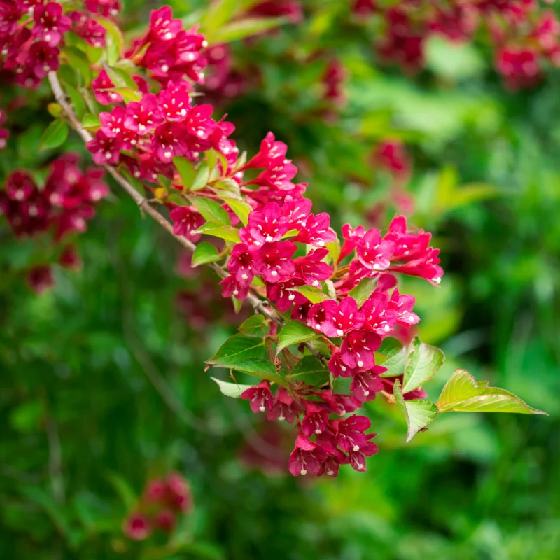 Red Weigela Flower Bush Quart Pot Bright Red Flowers