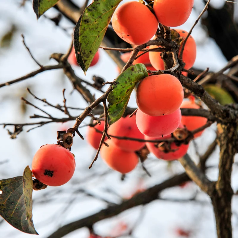 Persimmon Tree - Fruit Tree - Quart Pot - Not for CA, AZ, CO, ID, WA