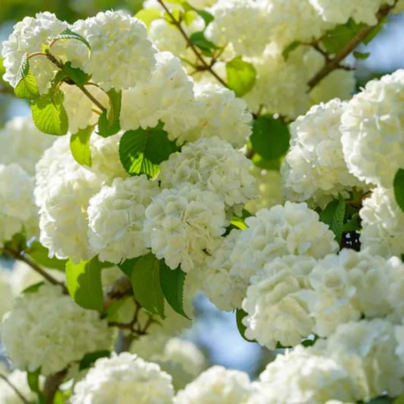 Japanese Snowball Viburnum Plant - 2.5 Inch Pot - Ornamental Shrub