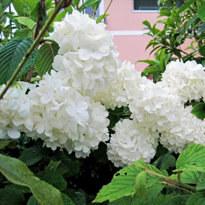 Japanese Snowball Viburnum Plant - 2.5 Inch Pot - Ornamental Shrub