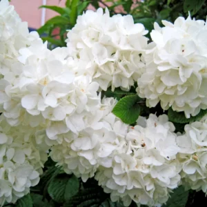 Japanese Snowball Viburnum Plant - 2.5 Inch Pot - Ornamental Shrub