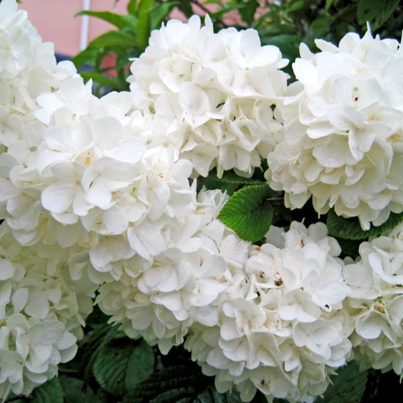 Japanese Snowball Viburnum Plant - 2.5 Inch Pot - Ornamental Shrub