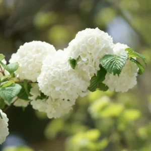 Japanese Snowball Viburnum Plant - 2.5 Inch Pot - Ornamental Shrub