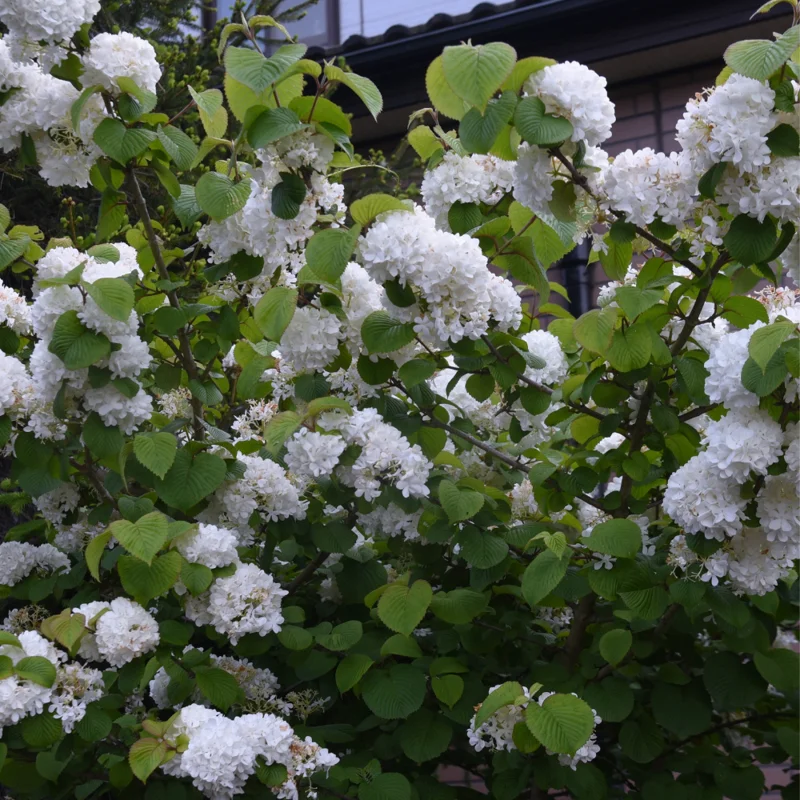Japanese Snowball Viburnum Plant - 2.5 Inch Pot - Ornamental Shrub