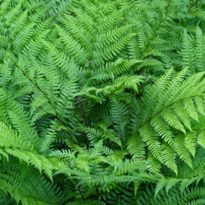 Lady Ferns 10 Bare Roots - Shade Loving Perennial Plants