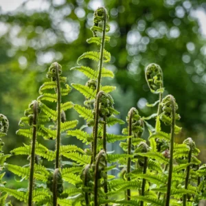 Lady Ferns 10 Bare Roots - Shade Loving Perennial Plants