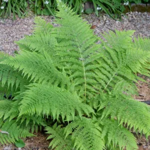 Lady Ferns 10 Bare Roots - Shade Loving Perennial Plants