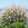 Nishiki Dappled Willow Plant - Quart Pot Size - Decorative Shrub - No Ship to CA, AZ, CO, ID, WA