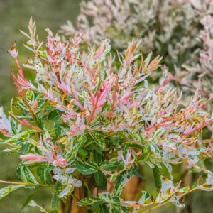Nishiki Dappled Willow Plant - Quart Pot Size - Decorative Shrub - No Ship to CA, AZ, CO, ID, WA