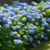 Blue Hydrangea Plant 2.5 inch Pot - Stunning Blooms