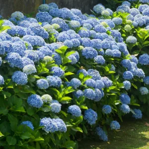 Blue Hydrangea Plant 2.5 inch Pot - Stunning Blooms