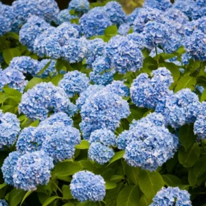 Blue Hydrangea Plant 2.5 inch Pot - Stunning Blooms