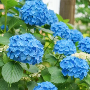 Blue Hydrangea Plant 2.5 inch Pot - Stunning Blooms