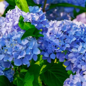 Blue Hydrangea Plant 2.5 inch Pot - Stunning Blooms
