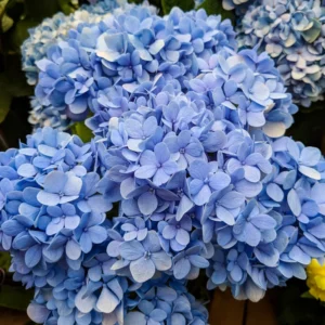 Blue Hydrangea Plant 2.5 inch Pot - Stunning Blooms